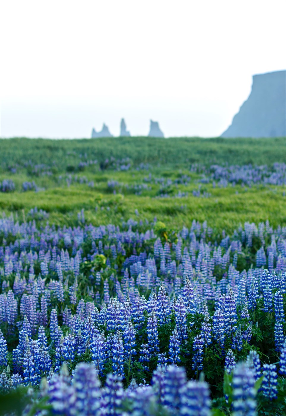 Lupine in Iceland