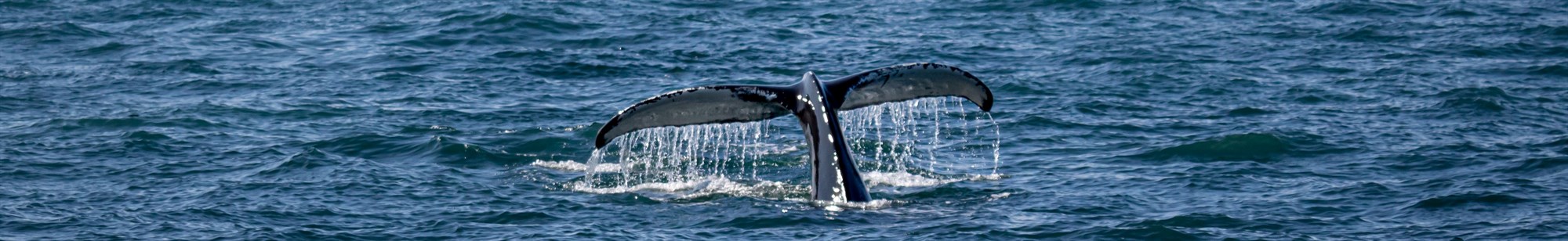 whale