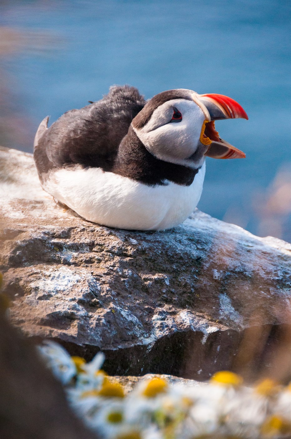 Puffin in Iceland