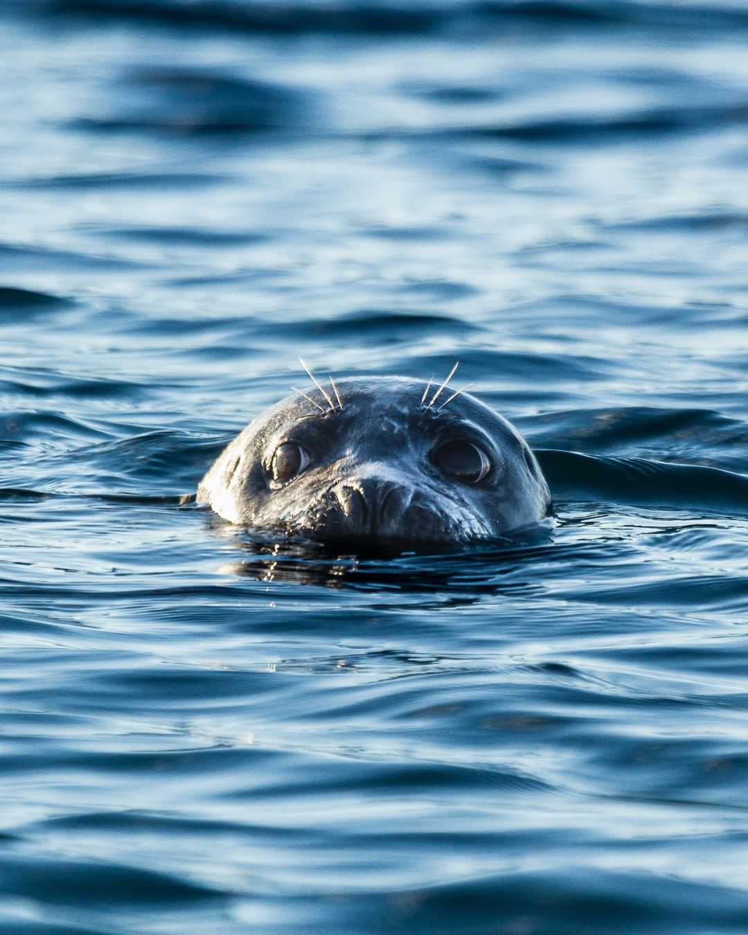 Seals in Ytri Tunga
